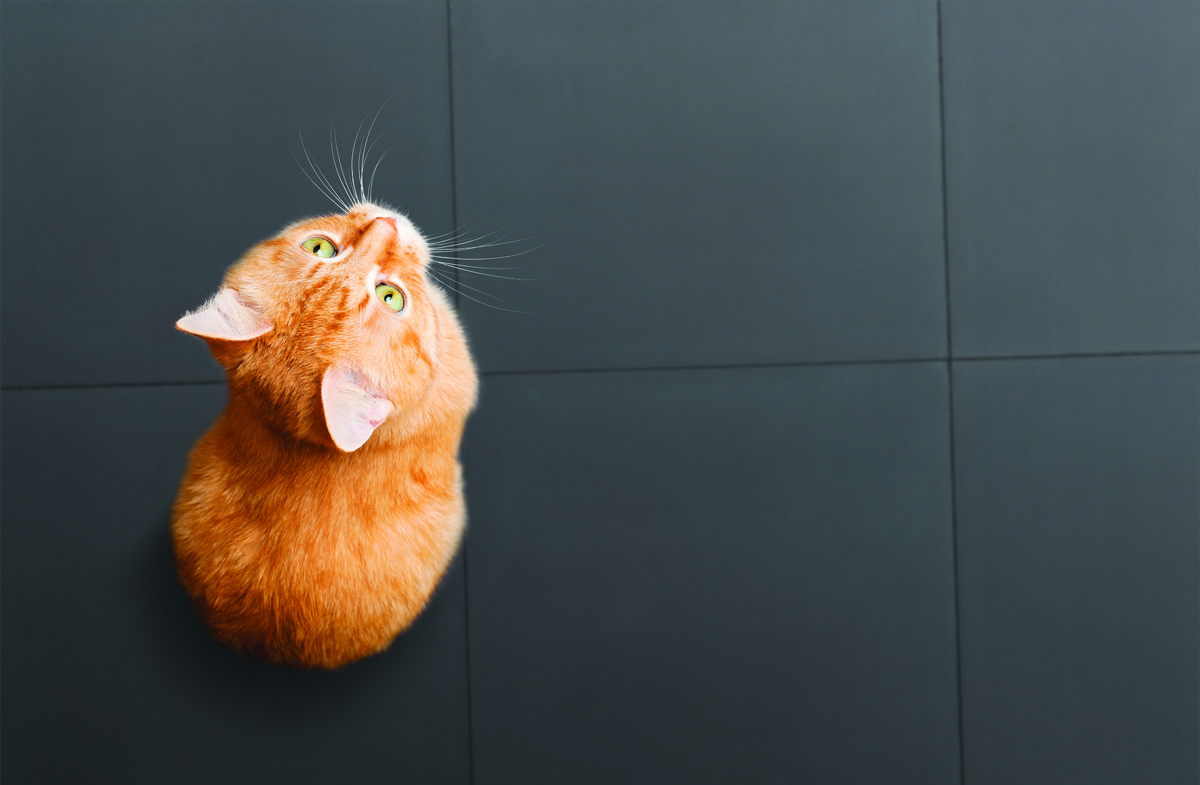 Solids cat
