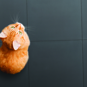 Solids cat